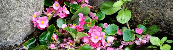 Bachblüten Therapie
