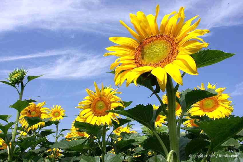 sonnenblumen