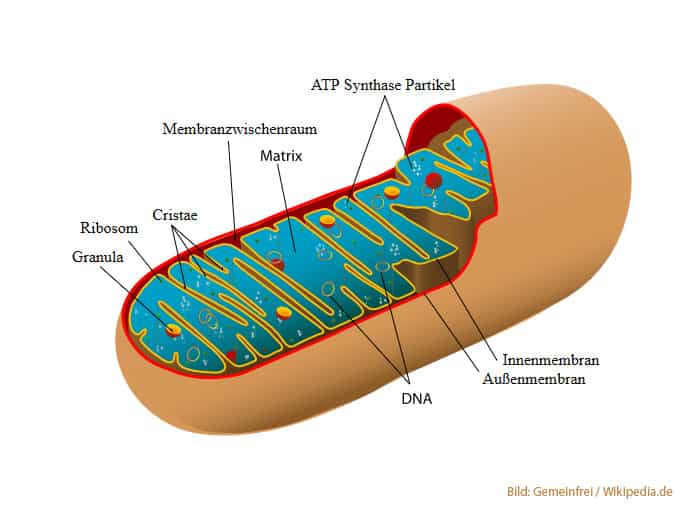 Mitochondrium